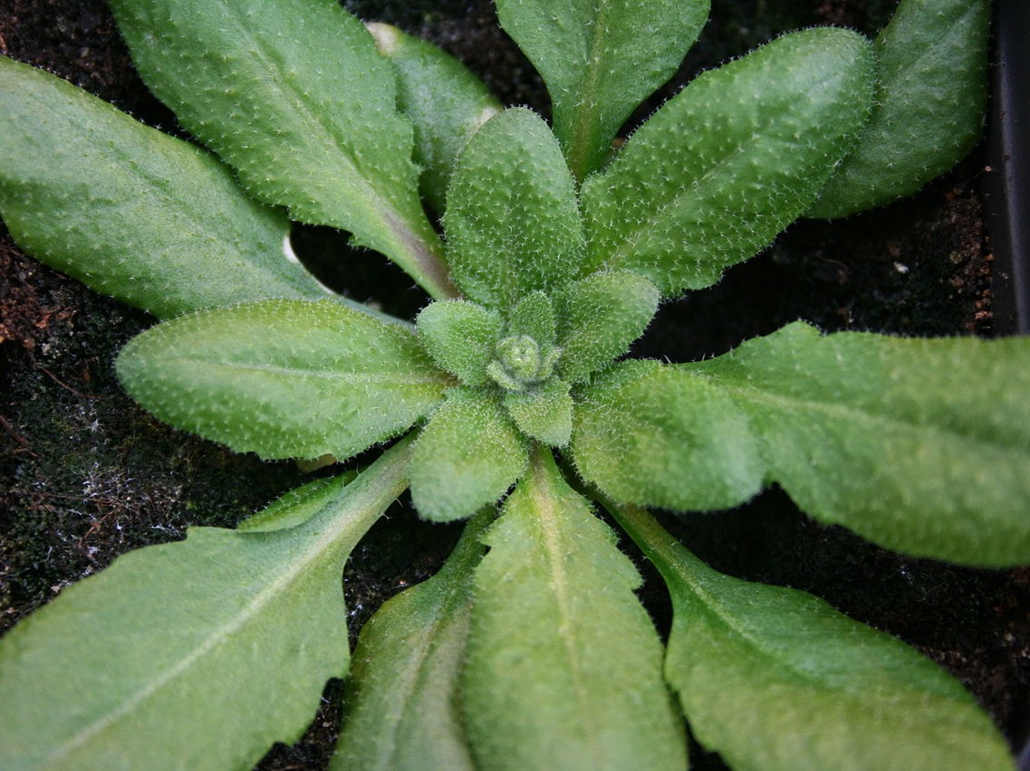 Zunächst erprobten die Forscher:innen die Mikroseidennadeln an Arabidopsis thaliana.

