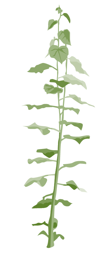 Pappel – Populus sp.
