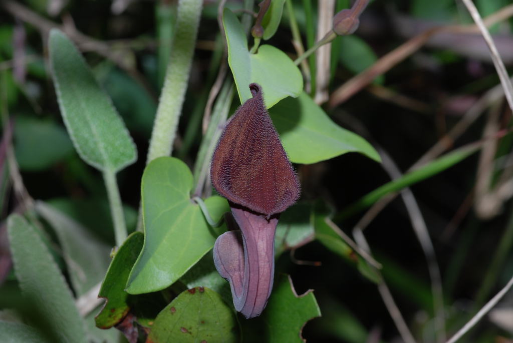 Aristolochia baetica: Typisch für die Gattung Aristolochia sind die schlauchartigen Blüten. (Quelle: © Antonio (montuno) / wikimedia.org; CC BY 2.0)