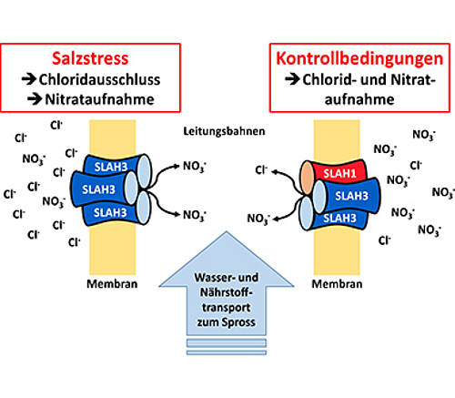 Bei hohen Salzkonzentrationen im Boden wird die Synthese von SLAH1 Kanälen gestoppt und es bleibt nur der Nitrat-leitende SLAH3 Kanal zurück. So verhindert die Pflanze den Eintritt von Chloridionen in die Leitungsbahnen und damit die Anreicherung von toxischen Chloridkonzentrationen im Spross.