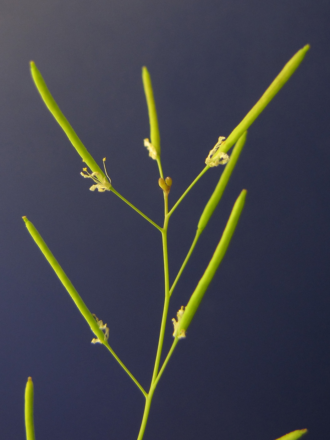 Auch die Schoten von Arabidopsis öffnen sich schneller, je wärmer die Umgebungstemperatur ist. 5 °C machen dabei einen deutlichen Unterschied.