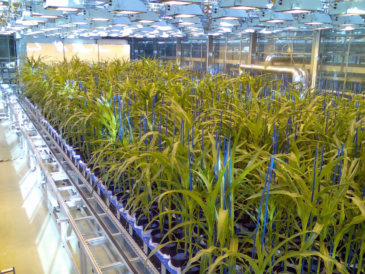 Bis zu 1600 Maispflanzen können in dieser automatisierten Anlage zur Erfassung von Pflanzenhöhe, Blattfläche und weiteren Parametern gleichzeitig analysiert werden.