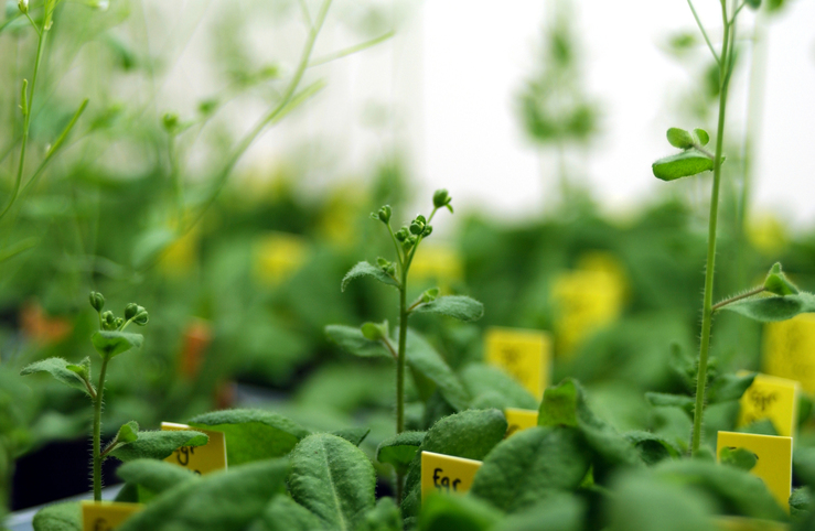 Der Vitamin B6 Komplex informiert Pflanzen über den Ammoniumstatus. Herausgefunden wurde dies anhand von Arabidopsispflanzen. (Bildquelle: © Carl Davies/ CSIRO/ CC BY 3.0)