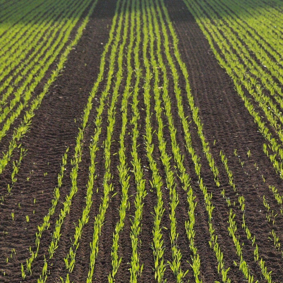 Einjährige Pflanzen wie Mais und andere Getreide speichern weniger Kohlenstoff im Boden, da sie jedes Jahr absterben.
