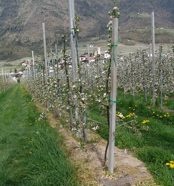 Mittels Glyphosat werden die Baumscheiben einer Apfelplantage von Bewuchs freigehalten.
