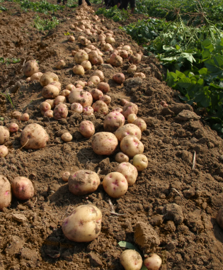 Phytophora infestans ist der Erreger der Kraut- und Knollenfäule, die bei Kartoffelpflanzen verheerende Schäden anrichten kann.  (Quelle: © iStockphoto.com/ Long Tran The)