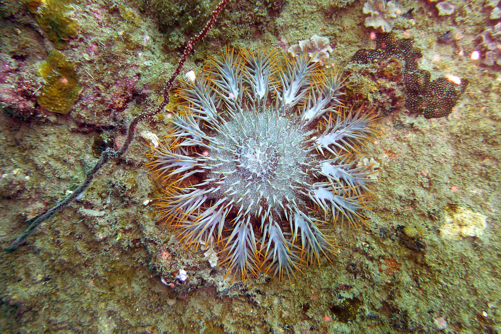 Leibspeise Korallen: Seesterne gefährden das Great Barrier Reef in Australien.
