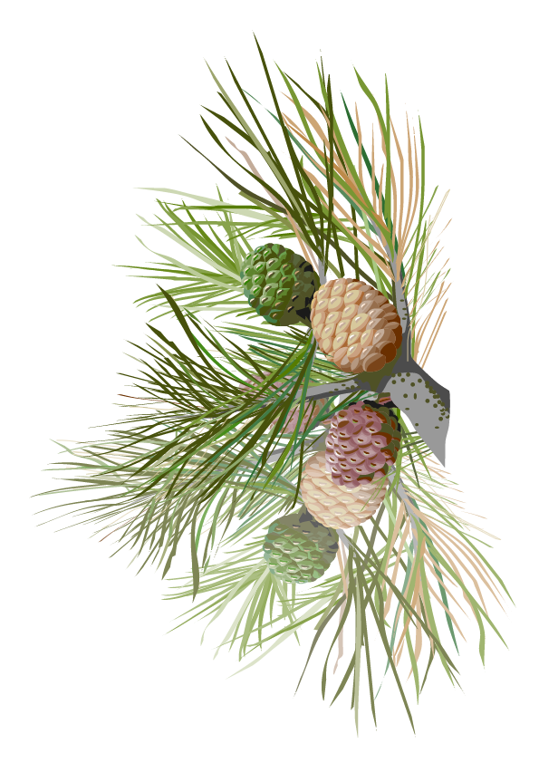 Kiefer – Pinus sp.