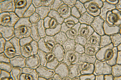 Spaltöffnung sind Poren in der Epidermis von Pflanzen. (Quelle: © iStockphoto.com/ Nancy Nehring)