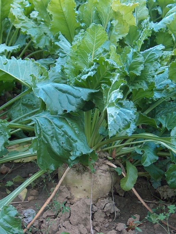 Die Zuckerrübe (Beta vulgaris subsp. vulgaris) gilt nicht nur als Basis für eine Vielzahl von Lebensmitteln, sondern findet auch als Rohstoff für die Industrie Verwendung.