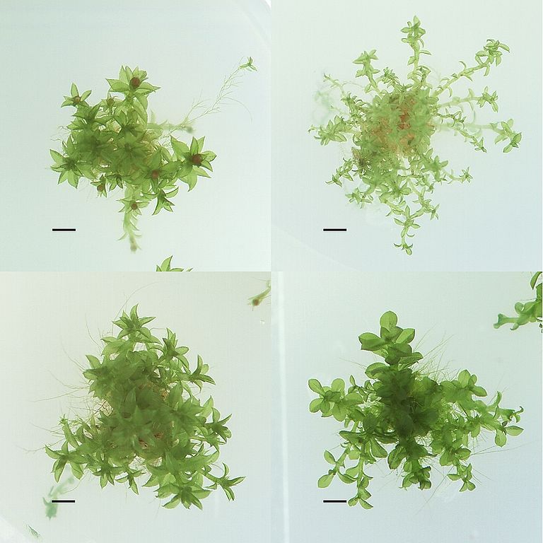 Pflanzen können sich an die verschiedensten Umwelten anpassen. Hier: Vier verschiedene Ökotypen des Kleinen Blasenmützenmooses (Physcomitrella patens).