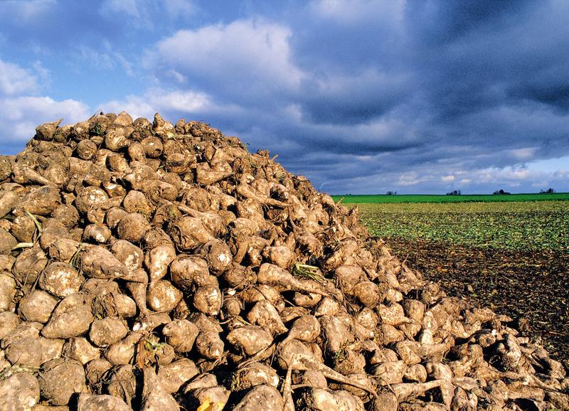 Die Zuckerrübe gibt es seit Mitte des 18. Jahrhunderts. Sie wurde aus der Runkelrübe gezüchtet und dabei auf einen hohen Zuckergehalt ausgerichtet. (Quelle: © KWS SAAT AG)