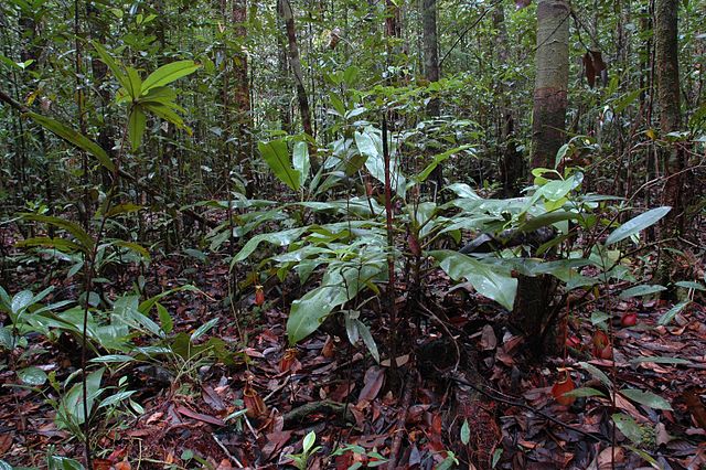 Der untersuchte Sekundärwald kann über einen Zeitraum von 40 Jahren 8,5 Milliarden Tonnen Kohlenstoff binden. (Bildquelle: © JeremiahsCPs / wikipedia.org; CC-BY-SA-3.0)