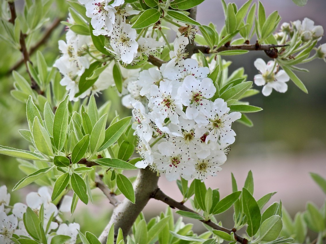 Viele Pflanzen wie die Aprikose haben Sensoren für Umweltfaktoren und richten Blüte und Wachstum an saisonalen Faktoren aus.
