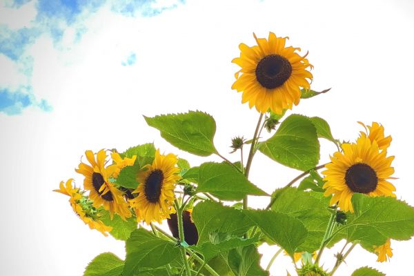 Sonnenblumen. Nationalblume der Ukraine.
