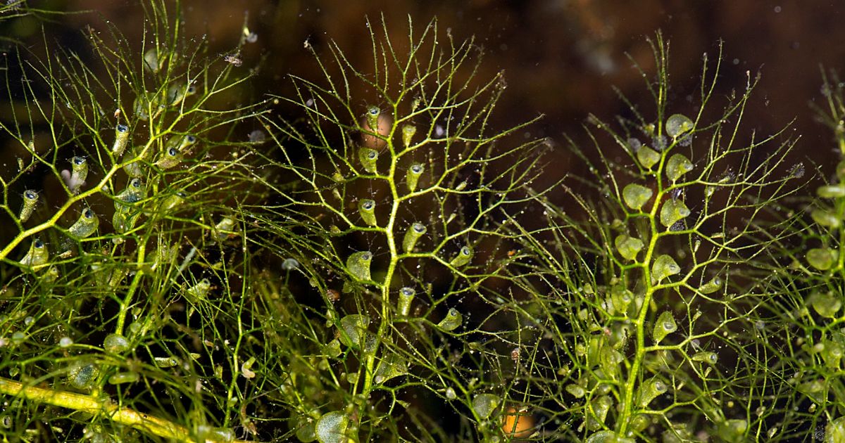 Kuriose Pflanzenwelt: Utricularia 