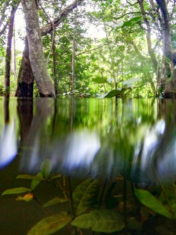 „Drunter und Drüber“ von Pia Parolin. Mitten im brasilianischen Pantanal war Pia auf Feldforschung. Dort stehen die Bäume bis zu sechs Monate im Wasser – und wachsen trotzdem weiter. Wie die Pflanzen das schaffen, möchte Pia herausfinden. Die Erkenntnisse sind im Zuge der Klimakrise auch weltweit von Interesse.
 - PLATZ 2	