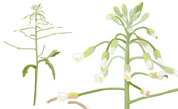 Ackerschmalwand - Arabidopsis thaliana
