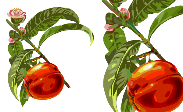 Pfirsich - Prunus persica