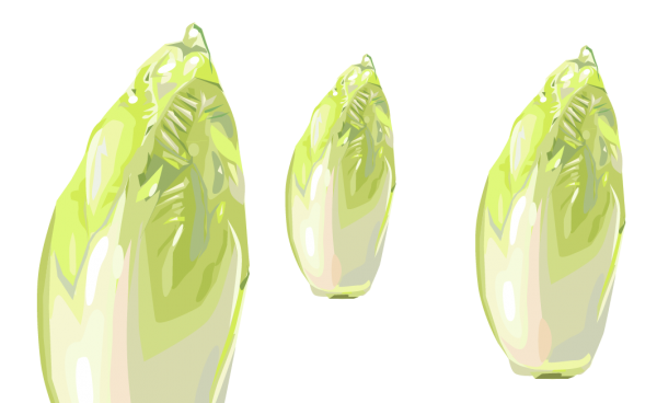 Chicorée - Cichorium intybus