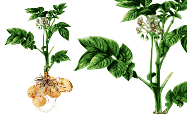 Kartoffel - Solanum tuberosum