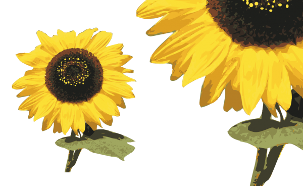 Sonnenblume - Helianthus