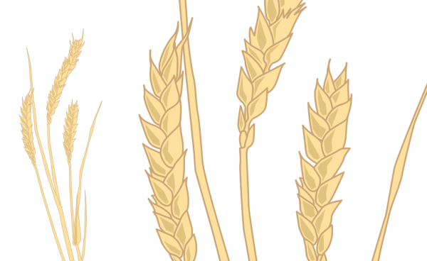Weizen - Triticum aestivum