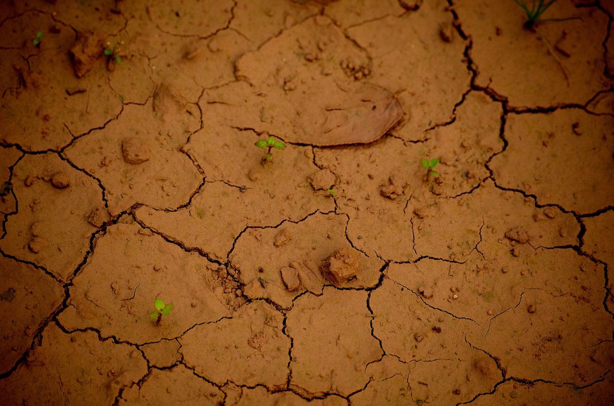 Längere Trockenphasen setzen den meisten Pflanzen stark zu. Einige Arten haben jedoch eine ausgeprägte Dürretoleranz entwickelt. (Bildquelle: © pixabay/CC0)