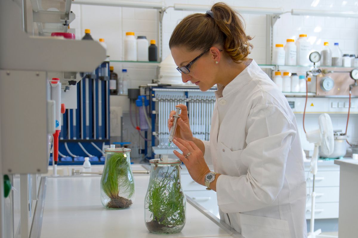 Um den N2O-Ausstoß zu ermitteln, haben die Wissenschaftlerinnen und Wissenschaftler 34 verschiedene Pflanzen untersucht. Dazu gehörten zum Beispiel Tabak, Mais oder Lavendel. Hier zu sehen: Katharina Lenhart bei Untersuchungen im Labor.