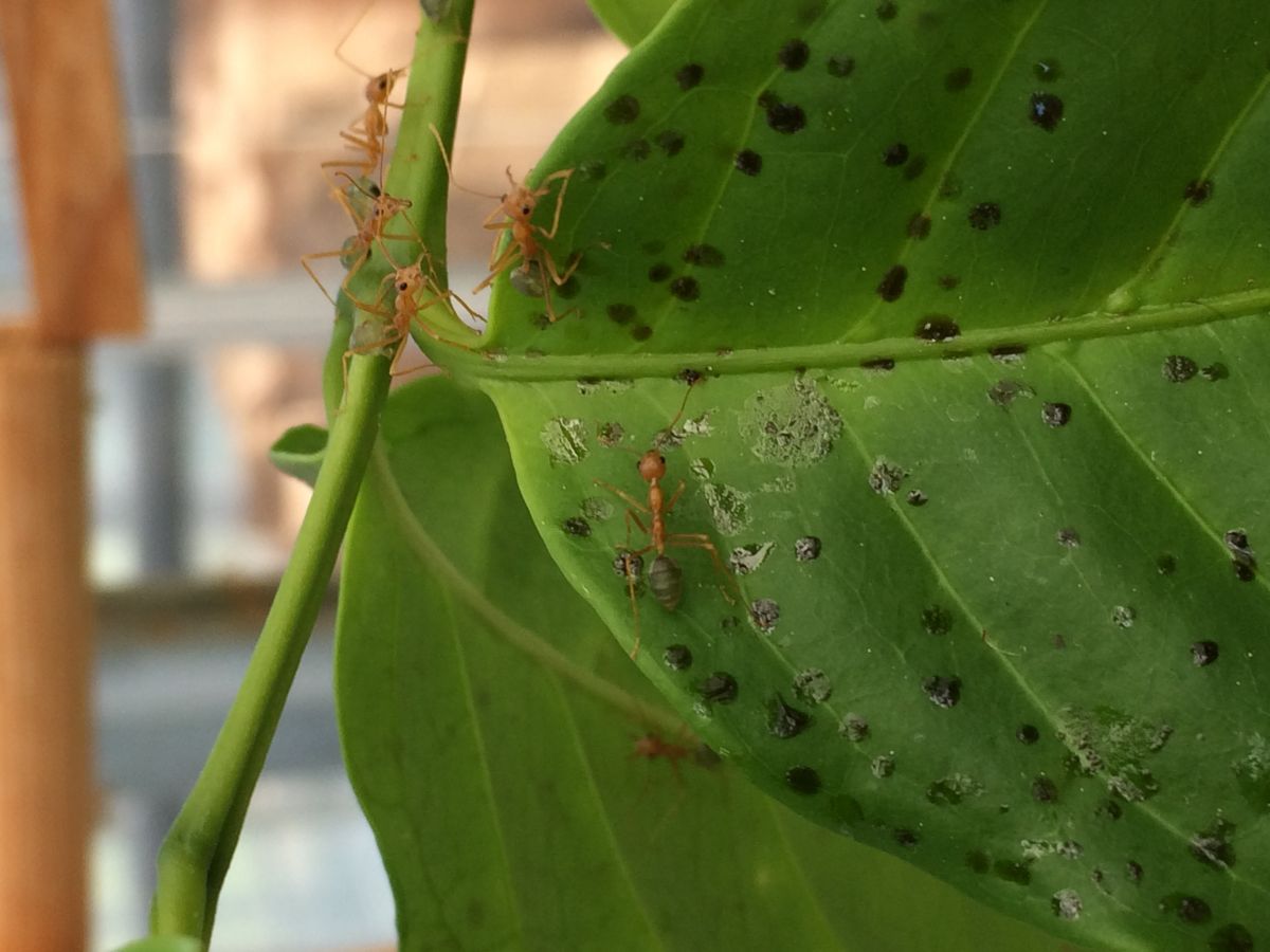 Die Blätter dieser Kaffee-Pflanze sind übersät mit kleinen dunklen Flecken: den Exkrementen der Ameisen. Sie dienen der Pflanze als extra Portion Dünger. (Bildquelle: © Joachim Offenberg)