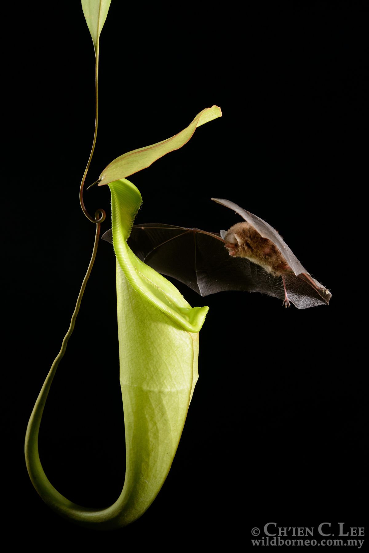 Fledermaus beim Anflug an eine Kannenpflanze. Die auf Borneo vorkommende Kannenpflanzenart Nepenthes hemsleyana lockt Fledermäuse mit einem Echoreflektor an.