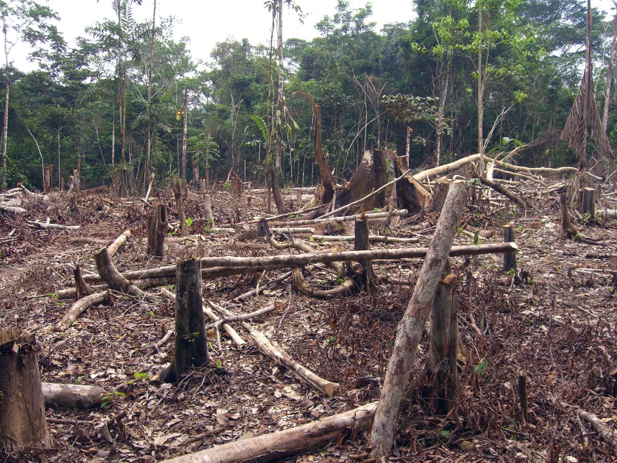 Die Entwaldung des Regenwaldes (hier in Kolumbien) hat viele Ursachen, wie natürliche Brände oder die landwirtschaftliche Bodennutzung. Die Entwaldung des Regenwalds im Amazonasgebiet hat ein besorgniserregendes Ausmaß erreicht – Tendenz steigernd.
