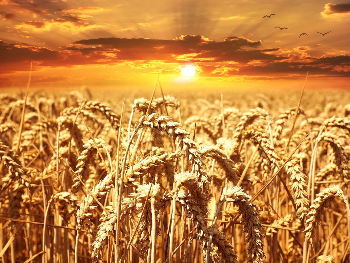 Weizenfeld im Sonnenuntergang: Der Weizenanbau ist global zunehmend durch den Erreger des Weizenbrandes bedroht. (Bildquelle: © Petra / Pixabay)