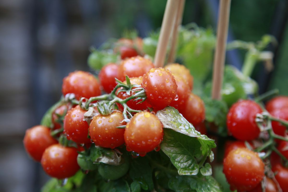 Die winzigen Wildtomaten kamen einst aus den Anden. Heute werden die Pflanzen sogar auf Dachgärten angebaut. Große rote Früchte sind ein wichtiges Ziel der Züchter. (Bildquelle: © sphole/Pixabay.com/CC0)