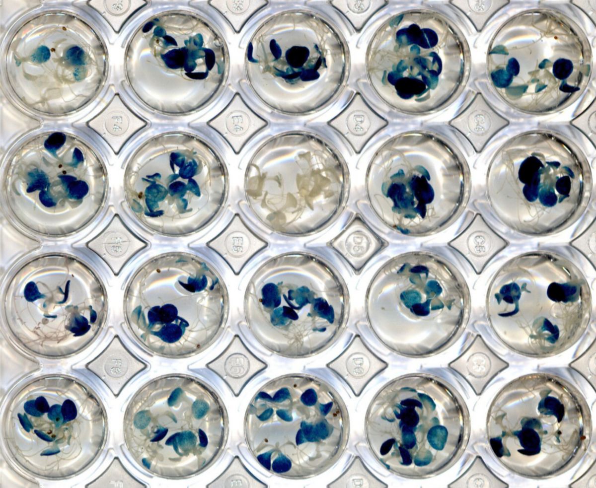Das Bild zeigt einen Ausschnitt aus einer Microplatte mit Arabidopsis-Keimlingen, in denen durch Jasmonsäurebehandlung eine Blaufärbung ausgelöst wurde (durch Expression eines spezifischen Gens). Mit diesem Test wurden aus einer Substanzbibliothek (1.728 Chemikalien) die Inhibitoren aufgrund der unterdrückten Blaufärbung identifiziert. 