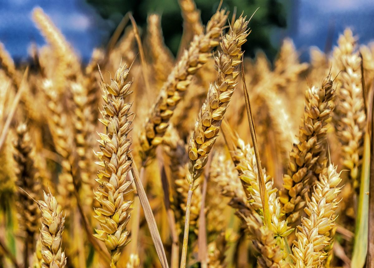Weizen auf dem Feld: Das Getreide blickt auf eine jahrhundertelange Domestikation zurück. (Bildquelle: © Tama66/pixabay, CC0)