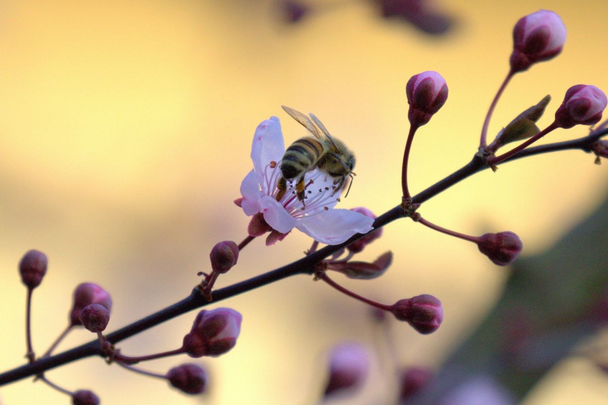 Bienen sind für die Bestäubung von Obstbäumen unerlässlich.
