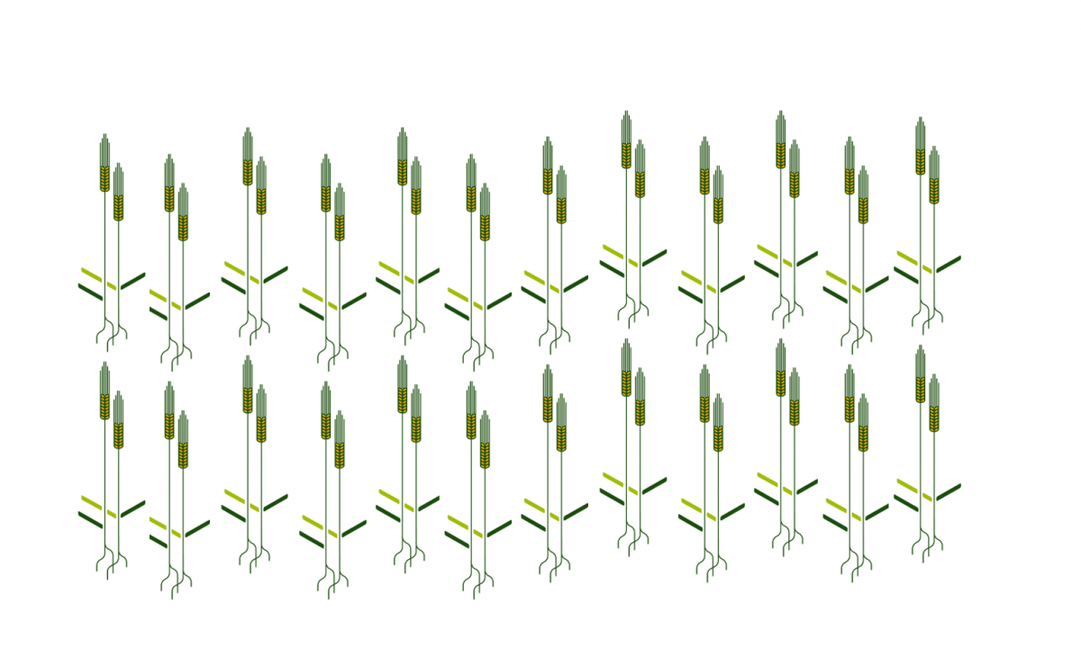 Illustration von Weizen: Die weltweite Anbaufläche liegt bei rund 218 Millionen Hektar. Das entspricht ungefähr der Fläche von Grönland. (Bildquelle: © Pflanzenforschung.de)