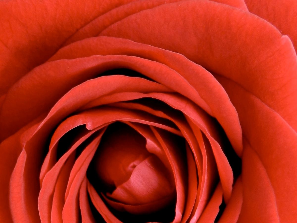 Rosenblüten: Sie sehen schön aus - idealerweise duften sie auch gut. (Bildquelle: © P. Hugueney) 