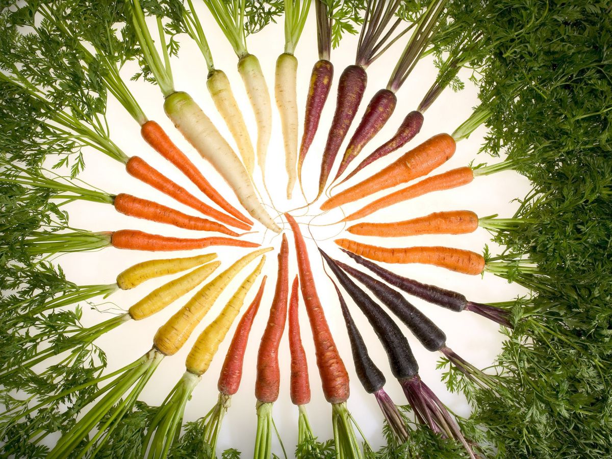 Bunte Vielfalt: Karotten verdanken ihre Farbe Pigmenten wie Beta-Carotin. (Bildquelle: © Stephen Ausmus, USDA-ARS)