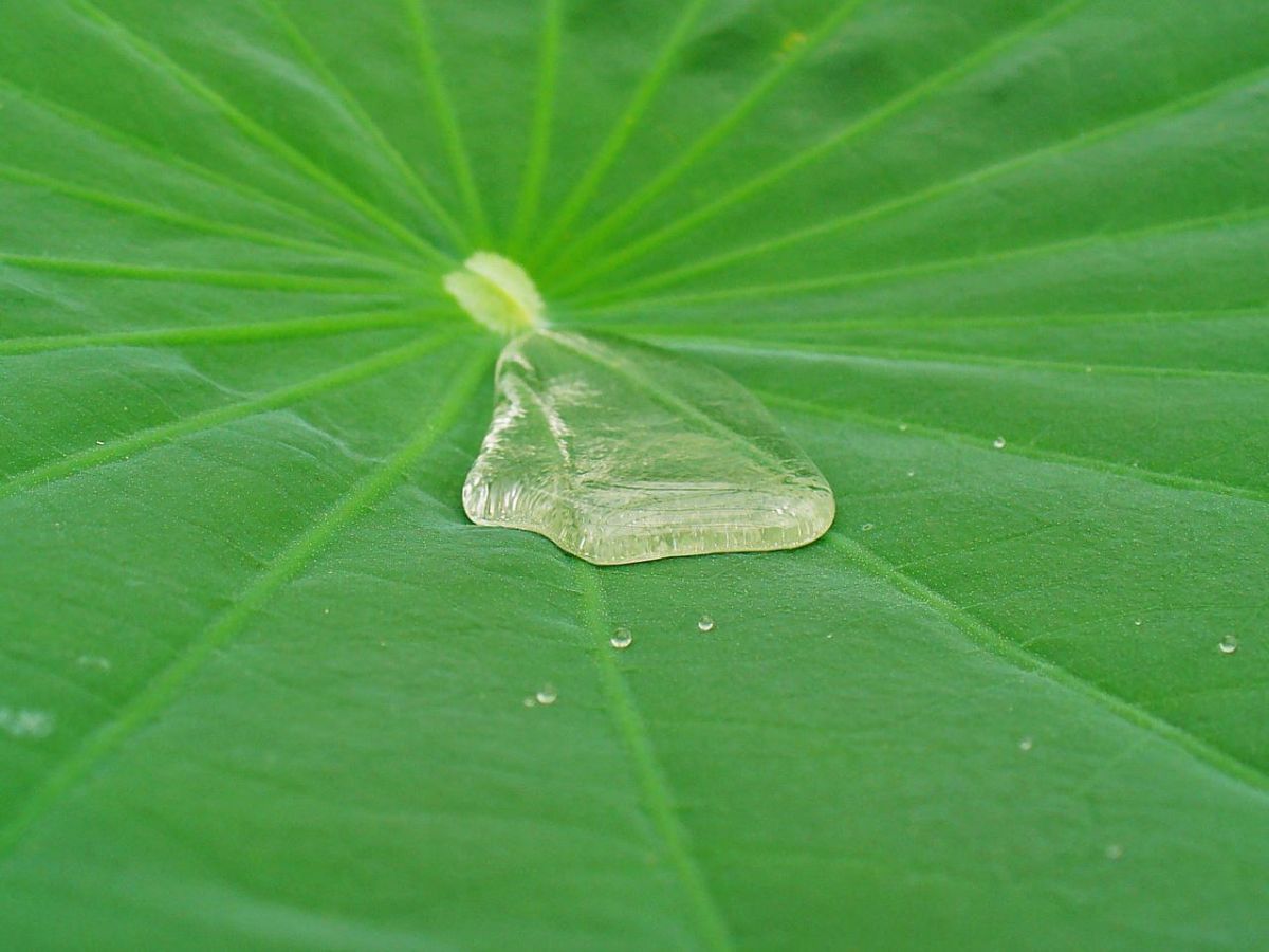 Lotuseffekt: Einige Pflanzen z. B. die Lotosblumen besitzen eine wasserabweisende Blattoberfläche. Von ihr perlt Wasser einfach ab. Auch Schmutzpartikel können nicht gut auf der Oberfläche haften und werden mit dem abtropfenden Wasser vom Blatt gewaschen.
