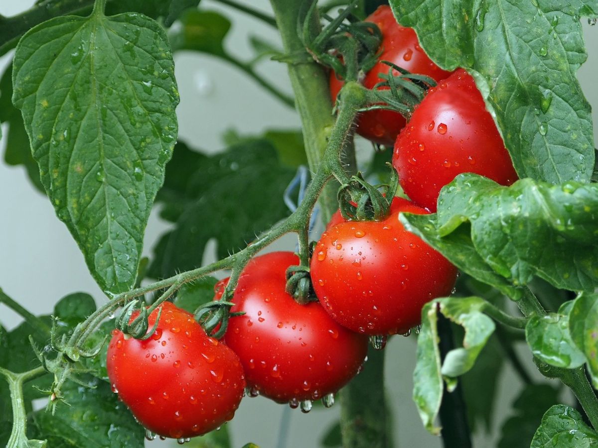 Tomaten (Solanum lycopersicum) enthalten Carotinoide. (Bildquelle: © kie-ker / Pixabay)