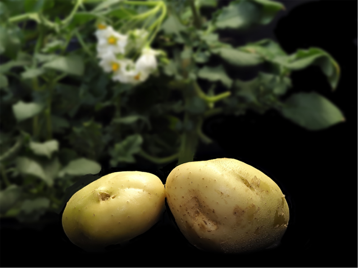 Das Genom der Kartoffel ist hochkomplex: Die Pflanzen besitzen vier Kopien jedes Chromosoms. Das erschwert die Züchtung von neuen, ertragreichen Kartoffelsorten. (Bildquelle: © Ulrich Pollmann)