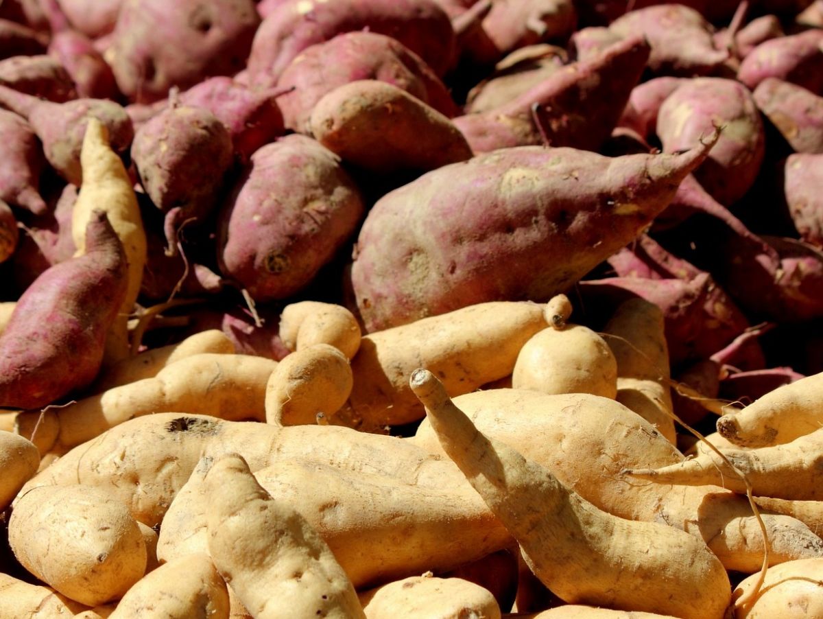 Die Süßkartoffel gehört ebenfalls zu den „Orphan Crops“.
