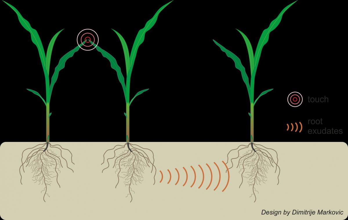 Grafische Darstellung der oberirdischen Wechselwirkungen zwischen benachbarten Pflanzen durch leichte Berührung und deren Auswirkung auf die unterirdische Kommunikation.