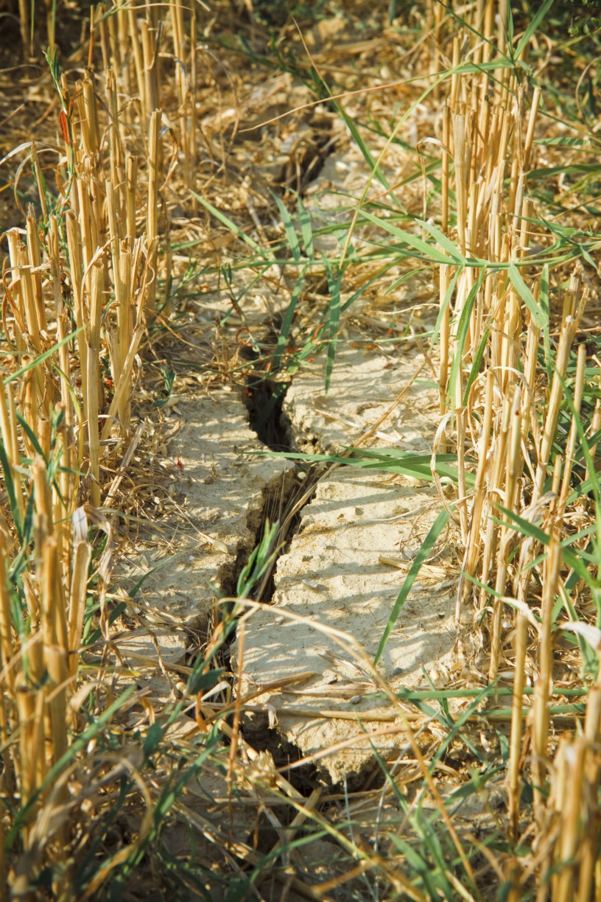 Ausgetrockneter Boden im Weizenfeld: Eine Zunahme der Dürren wird in den kommenden Jahren befürchtet – vor allem im südlichen Europa.