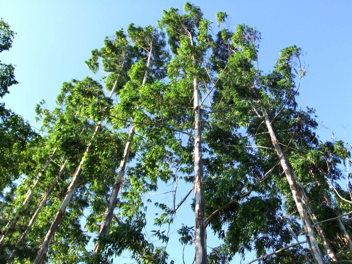 Auch Eukalyptusbäume wachsen schnell. Sie sind in Australien und Indonesien heimisch, werden jedoch mittlerweile auch in anderen suptropischen Ländern als Nutzpflanze angebaut. Man nutzt das Holz und gewinnt aus den Blättern ätherische Öle.