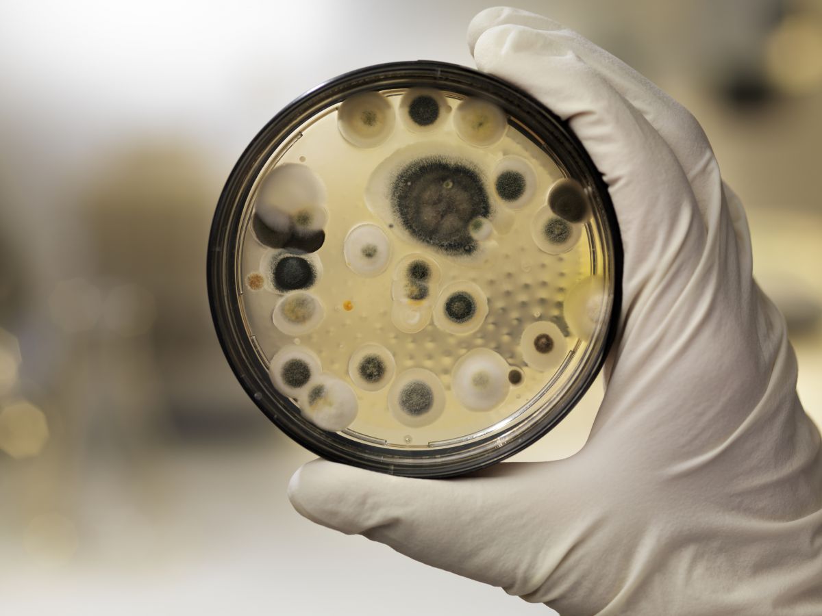 Auch Mikroorganismen, z. B. Pilze,  geben Duftstoffe an die Umgebung ab - sie werden mVOCs genannt. (Bildquelle: © iStock.com/ AndreasReh)