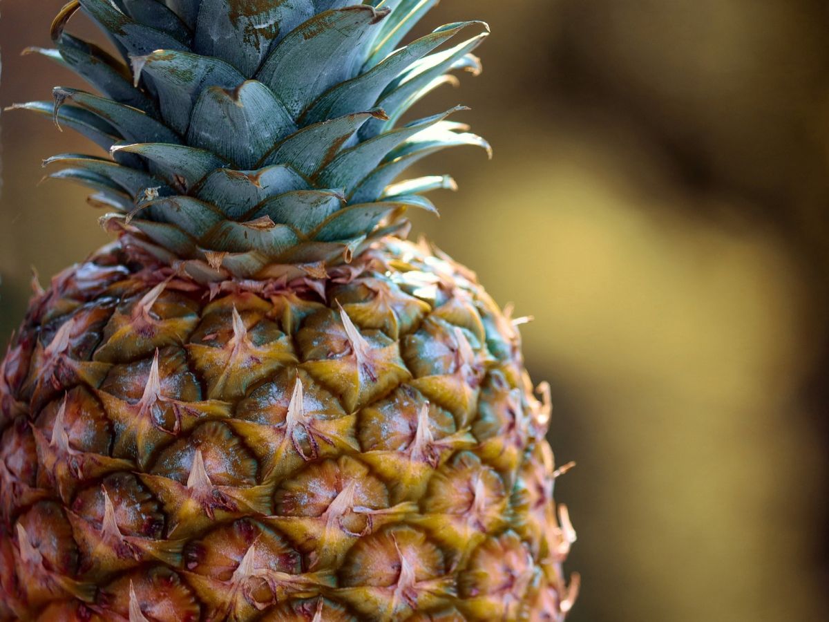 Die Ananas ist eine der beliebtesten tropischen Früchte. (Bildquelle: Manfred Richter/Pixabay/CC0)