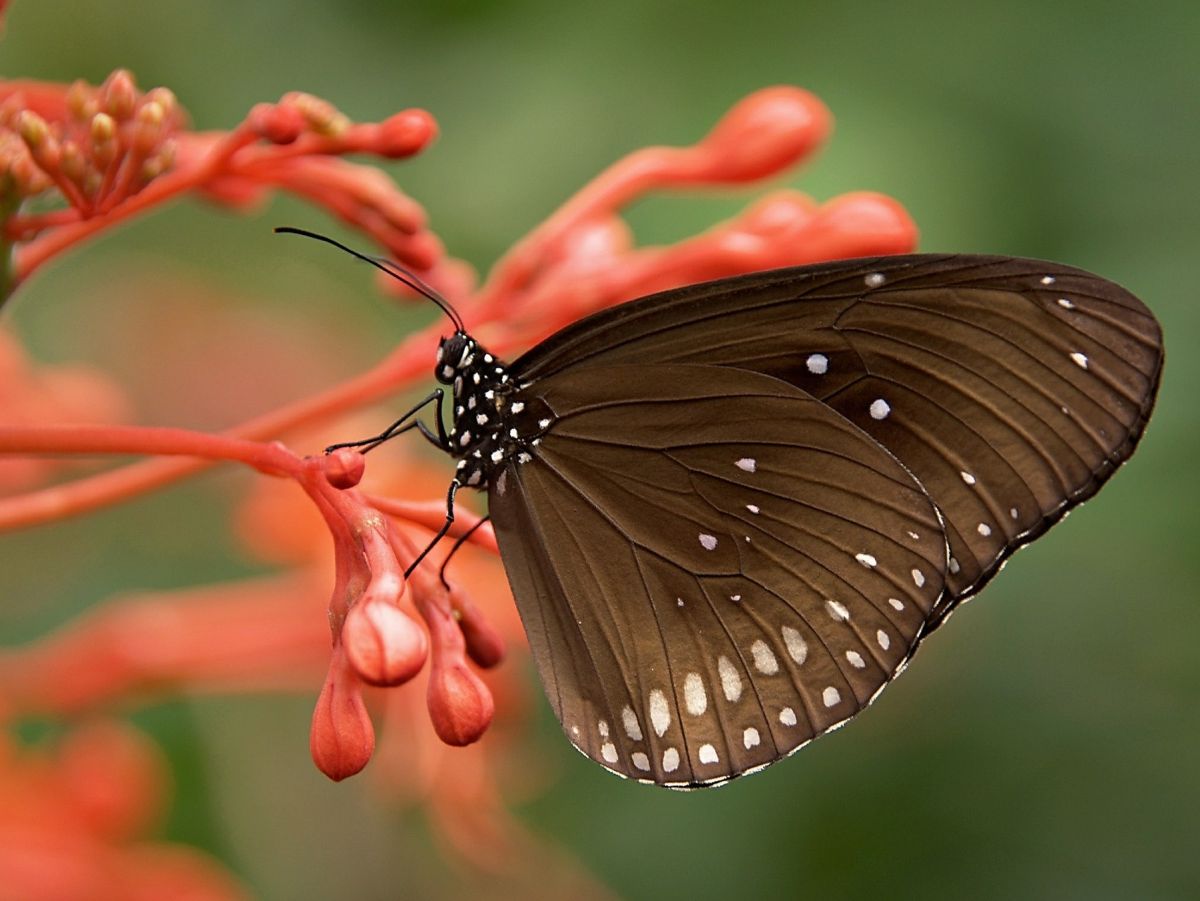 Die Abnahme der Artenvielfalt bei den Insekten nimmt bedrohliche Ausmaße an. (Bildquelle: © Nicole Köhler/Pixabay/CC0)